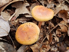 Hypholoma lateritium