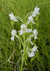 Habenaria linearifolia