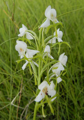Habenaria linearifolia