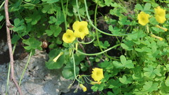Oxalis pes-caprae