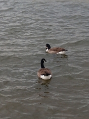 Branta canadensis