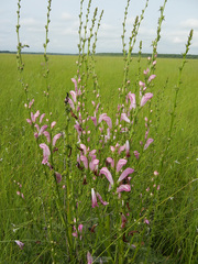 Pedicularis grandiflora