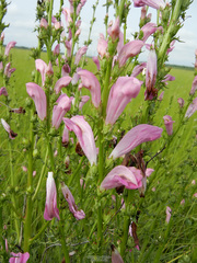 Pedicularis grandiflora