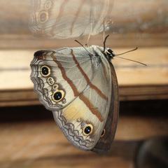 Cissia labe