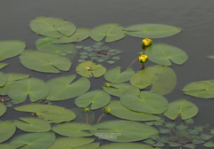 Nuphar pumila