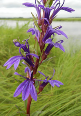 Lobelia sessilifolia