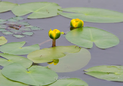 Nuphar pumila