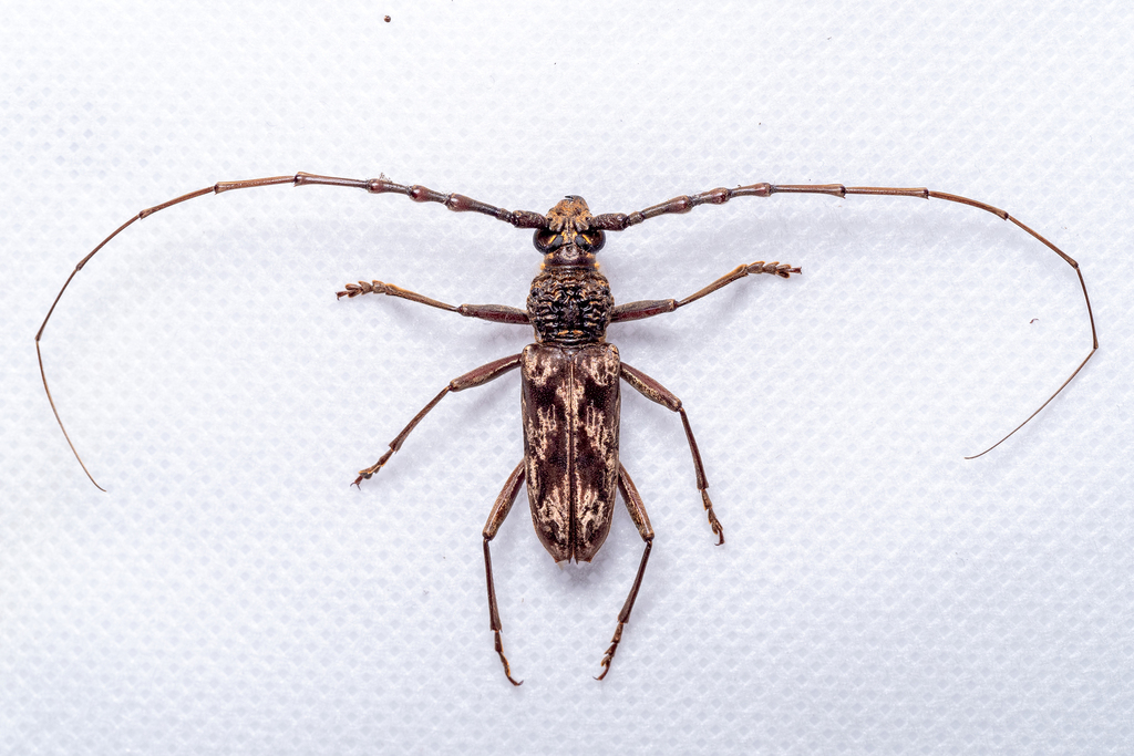 Trirachys holosericeus