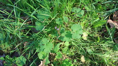 Geranium rotundifolium