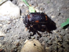 Nicrophorus pustulatus