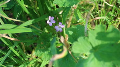 Geranium rotundifolium