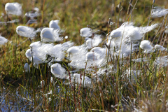 Eriophorum × medium