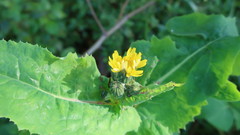 Sonchus oleraceus