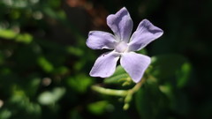 Vinca difformis