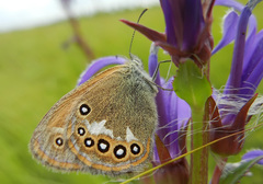Coenonympha hero
