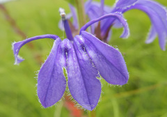 Lobelia sessilifolia