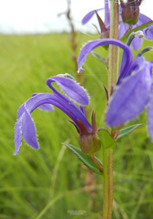 Lobelia sessilifolia
