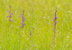 Lobelia sessilifolia