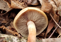 Hypholoma lateritium