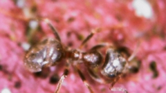 Lasius niger
