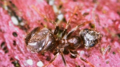 Lasius niger