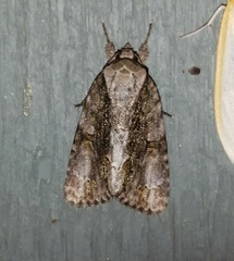 Acronicta connecta