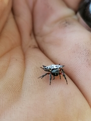 Isoxya cicatricosa