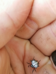 Isoxya cicatricosa