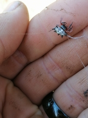 Isoxya cicatricosa