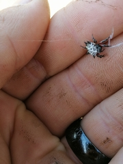 Isoxya cicatricosa