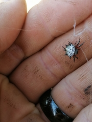 Isoxya cicatricosa
