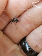 Isoxya cicatricosa