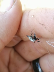 Isoxya cicatricosa