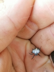 Isoxya cicatricosa