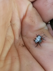 Isoxya cicatricosa
