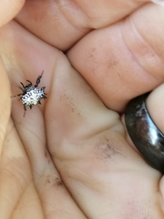 Isoxya cicatricosa
