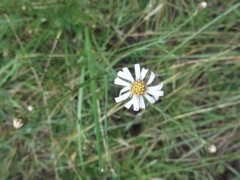 Symphyotrichum moranense