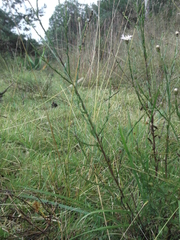 Symphyotrichum moranense
