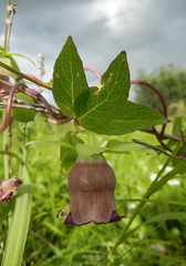 Codonopsis ussuriensis