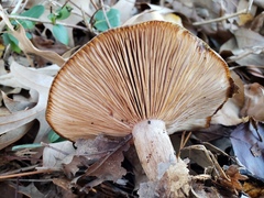 Basidiomycota
