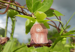 Codonopsis ussuriensis