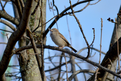 Passer domesticus