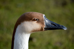 Anser cygnoides
