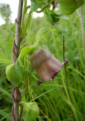 Codonopsis ussuriensis