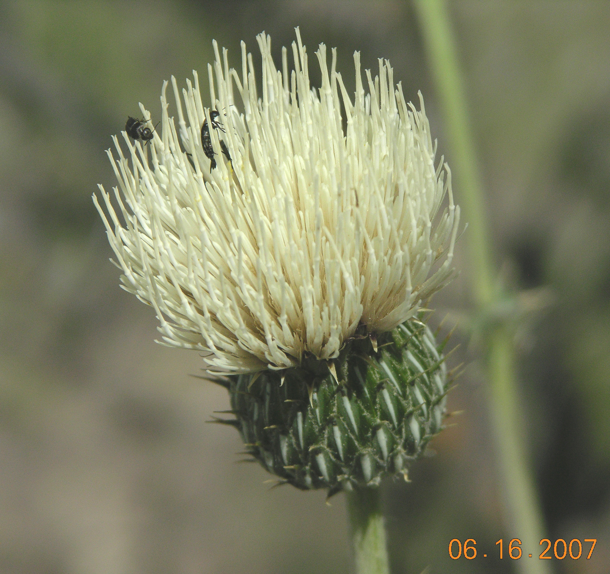Cirsium canescens