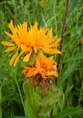 Hypochaeris ciliata