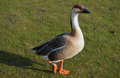 Anser cygnoides