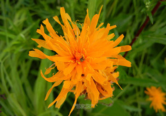 Hypochaeris ciliata