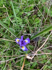 Moraea sisyrinchium