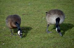 Branta canadensis